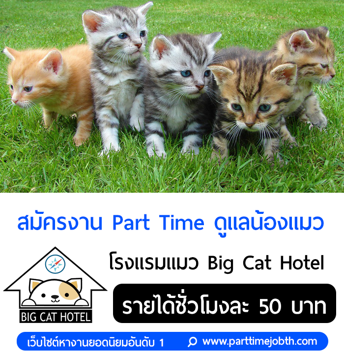 งาน Part Time ดูแลน้องแมว โรงแรมแมว Big Cat Hotel รายได้ดี